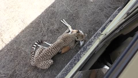 Cheetah Kill Right Under Our Car-7