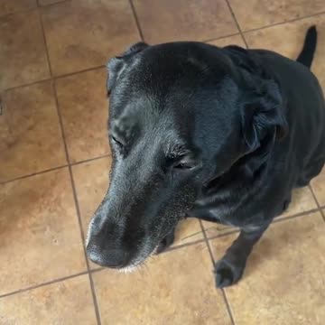 ‘Dramatic’ dog reacts to tasting a turnip