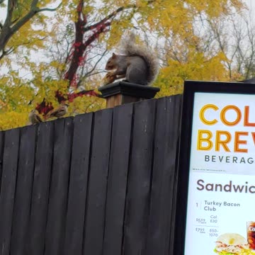 Squirrel Visits Tim Hortons For a Donut, Birds Waiting Their Turn - Police Not Evolved