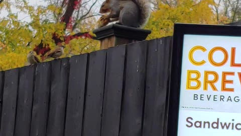 Squirrel Visits Tim Hortons For a Donut, Birds Waiting Their Turn - Police Not Evolved