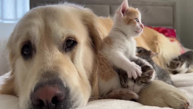 1 You Definitely Laugh; I Believe In ItFunny Animal Videos ; Funniest Cats And Dogs Videos :😇😇😇😇 #