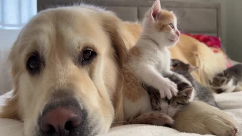 1 You Definitely Laugh； I Believe In ItFunny Animal Videos ； Funniest Cats And Dogs Videos ：😇😇😇😇 #