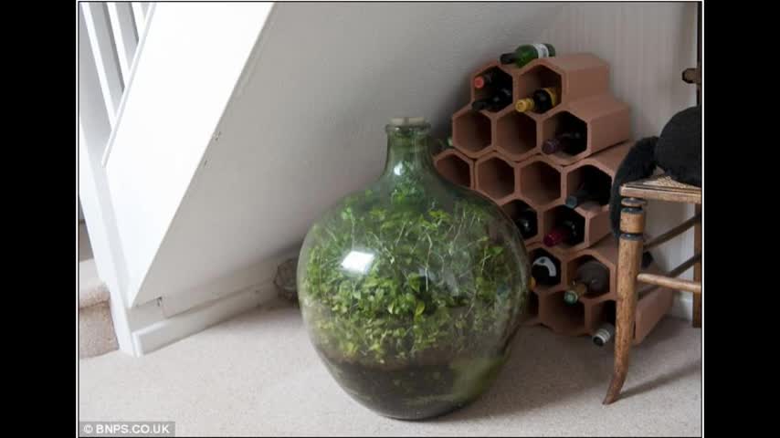 The Flat Earth Thriving Bottle Garden Hasn't Been Watered in Over 40 Years