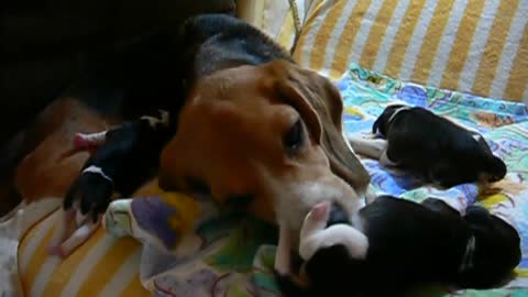 beagle pups _ day 1