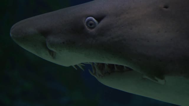 Fierce shark in the deep ocean