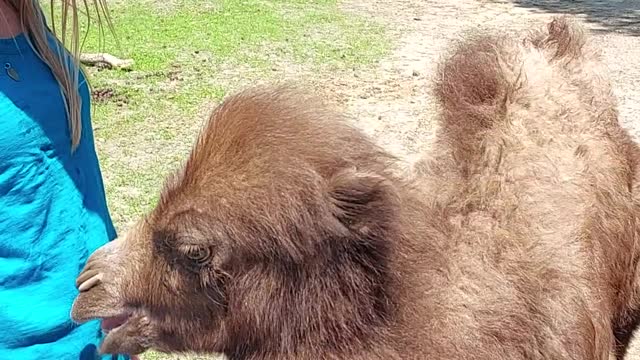 Confused Baby Camel Looks for Milk