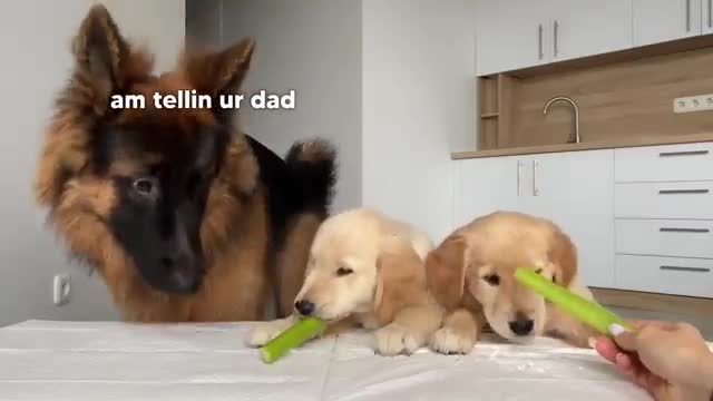 German Shepherd Reviews Food With Puppies