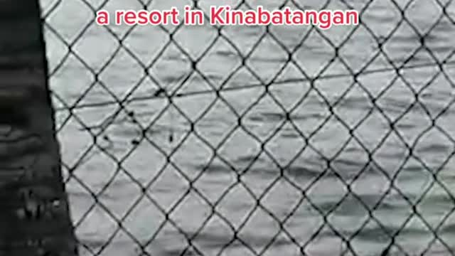 Crocodile attacks stray dog inSabah, Malaysia
