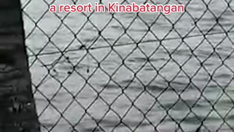 Crocodile attacks stray dog inSabah, Malaysia