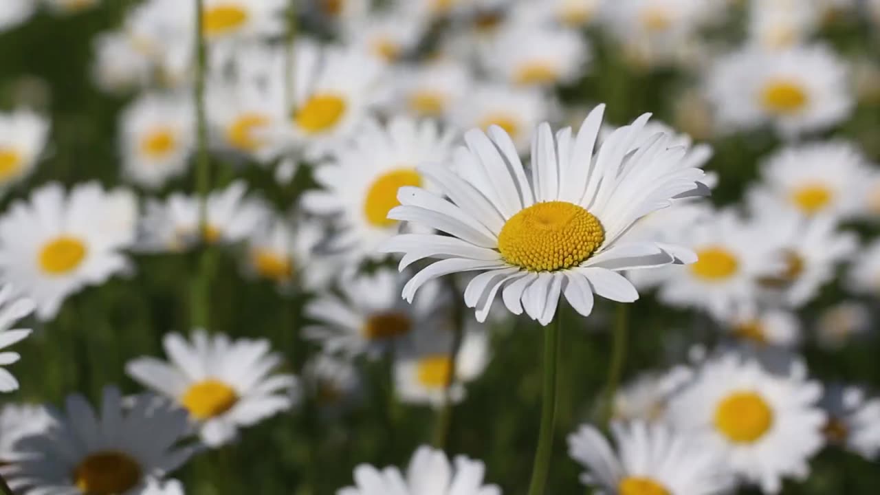 white daisies