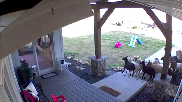 Border Collie herds sheep onto the porch!!_Cut