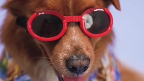 Cutie Dog with Red Glasses