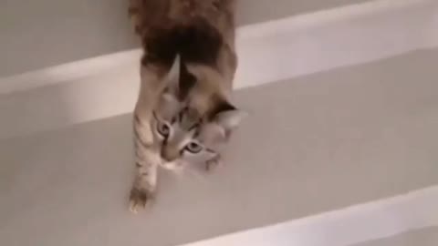 Cat funny video 2022😻