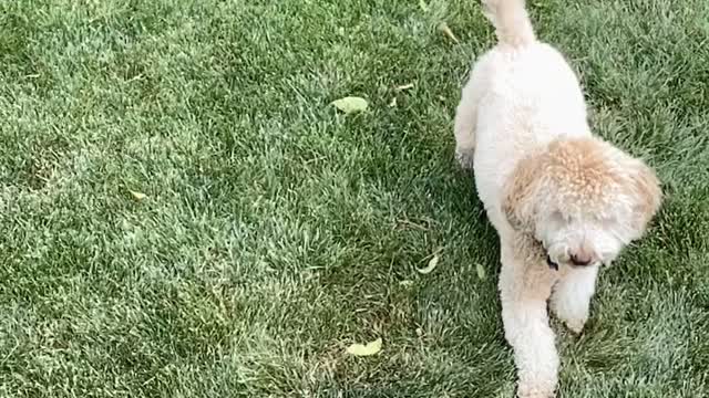 Coco catches the Covid ball in SloMo