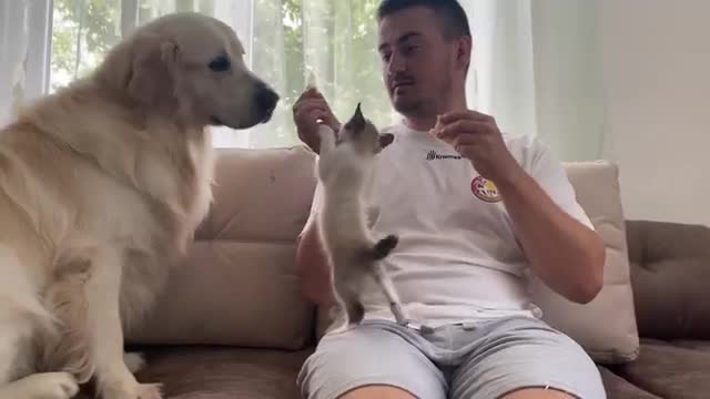 The first attempts to make friends a Dog and a Kitten