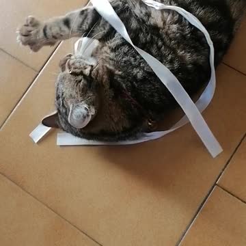 Cute kitten playing with ribbon