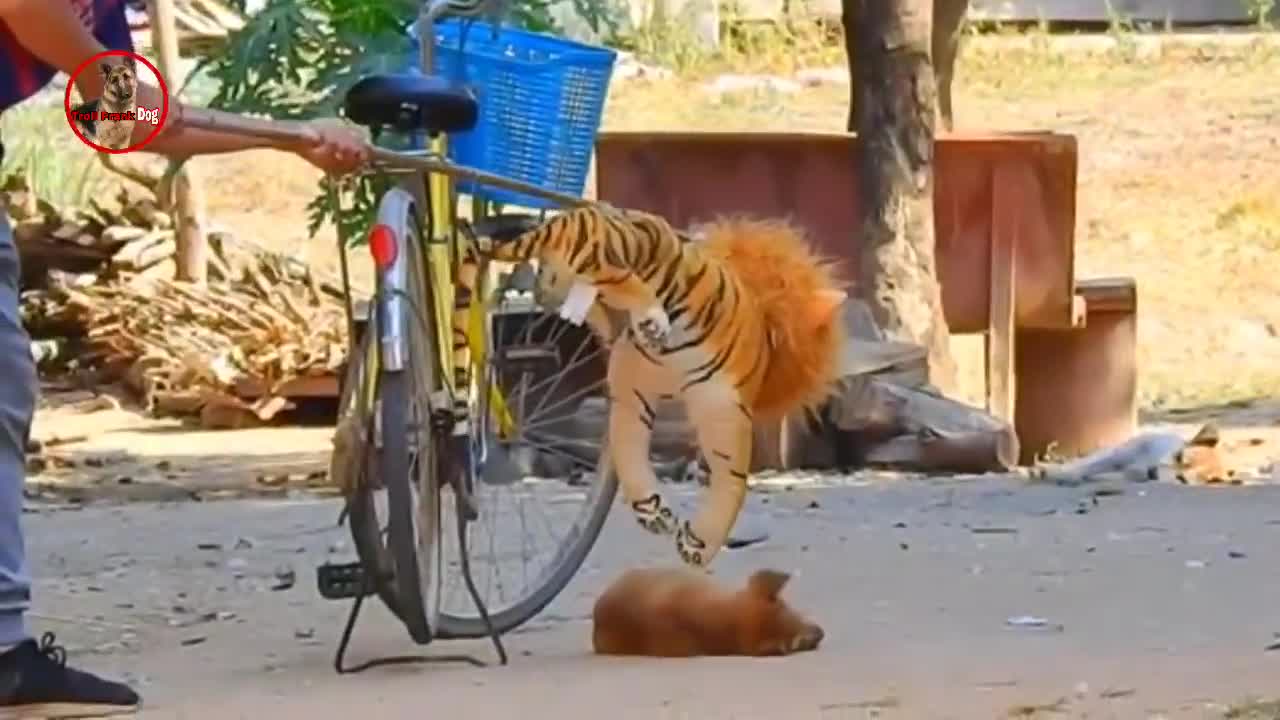 😂Troll Prank Dog_Fake Snake Vs Monkeys and Big Fake Lion Dog Prank😂