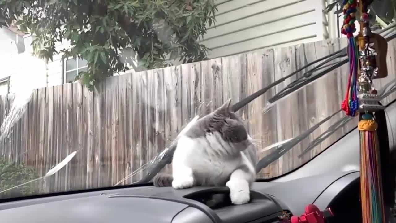 Funny cats and car