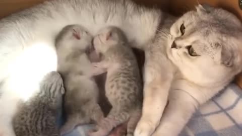 Kitten breastfeeding her kittens