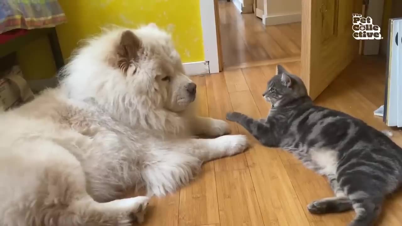 funny animal videos