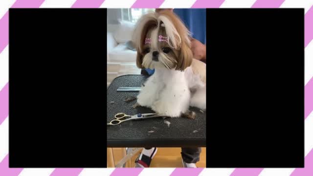 Grooming A ShihTzu Puppy ❤️