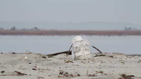 Snowy Owl vs. Peregrine Falcon