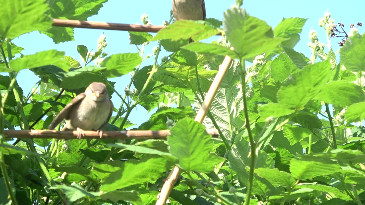 Baby Sparrow calling mum for food