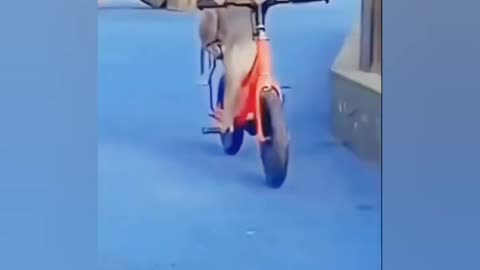 Title: "Laugh Out Loud: Hilarious Animals Compilation