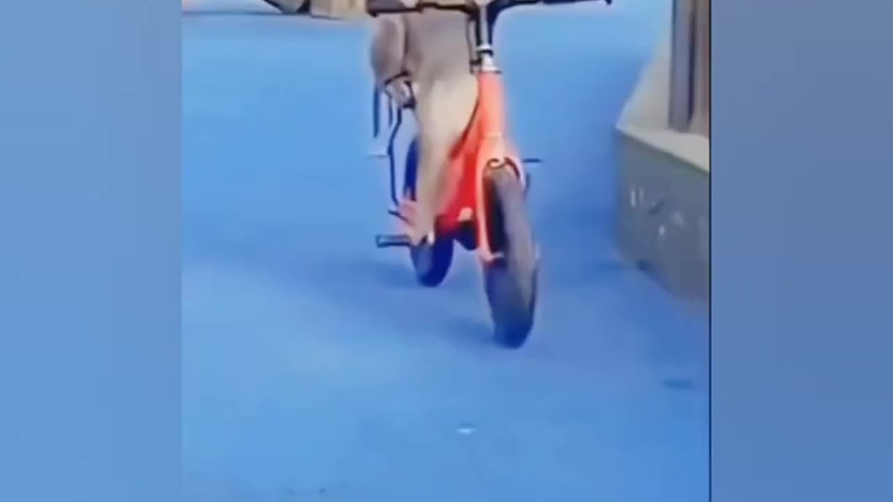 Title: "Laugh Out Loud: Hilarious Animals Compilation