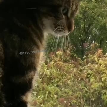 MOM! There's a Stray f***ng cat out here!!!!