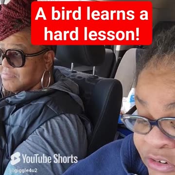 This bird learns a hard lesson! #jokeoftheday