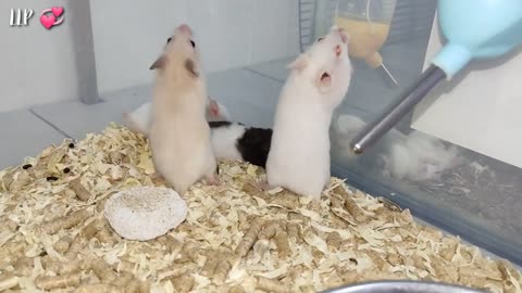 Cute Hamsters