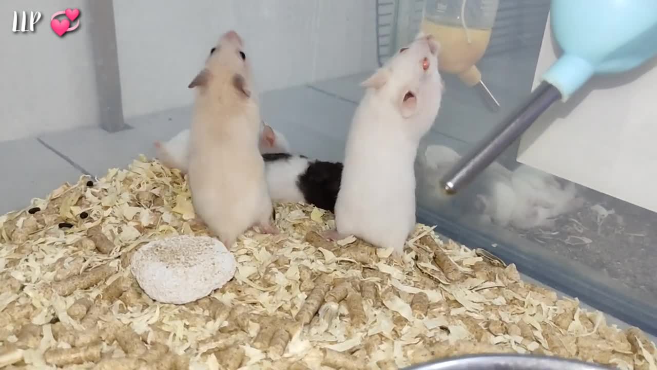 Cute Hamsters