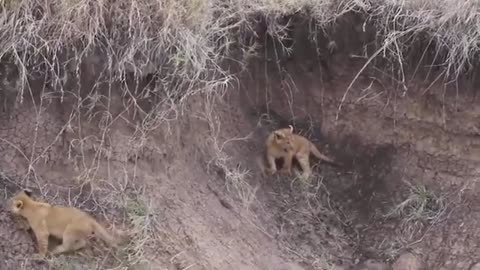 The Mother Bear Punched The Lion's Mouth When The Superintendent Surreptitiously Captured Its Cubs