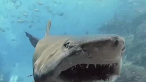 Incredibly huge shark teeth