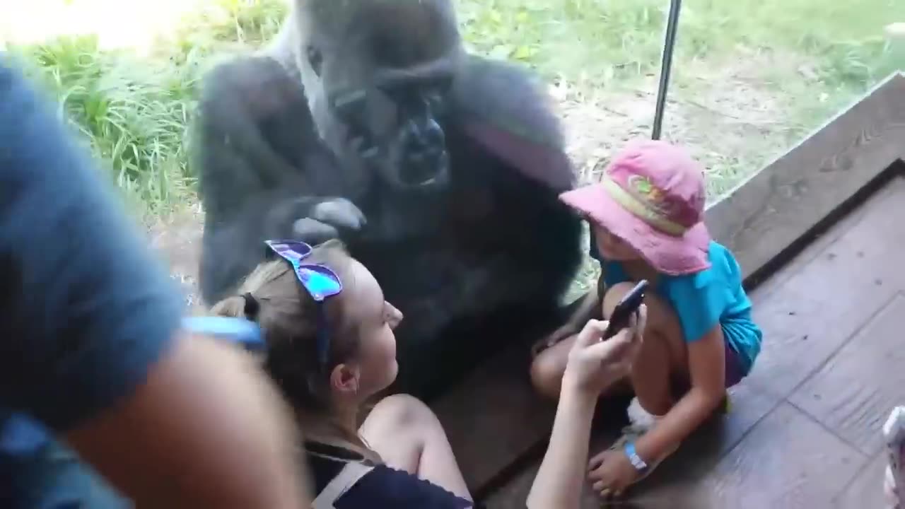 MUST SEE!!!!! SWEET GORILLA JELANI LOVES AND TELLS PEOPLE TO SWIPE TO NEXT PICTURE ON PHONE