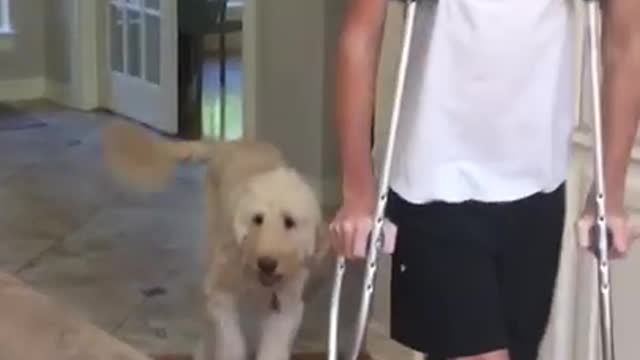 Dog perfectly imitates owner on crutches