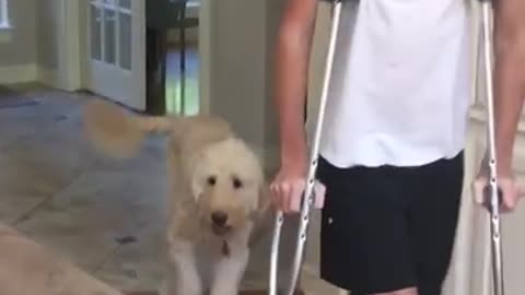 Dog perfectly imitates owner on crutches