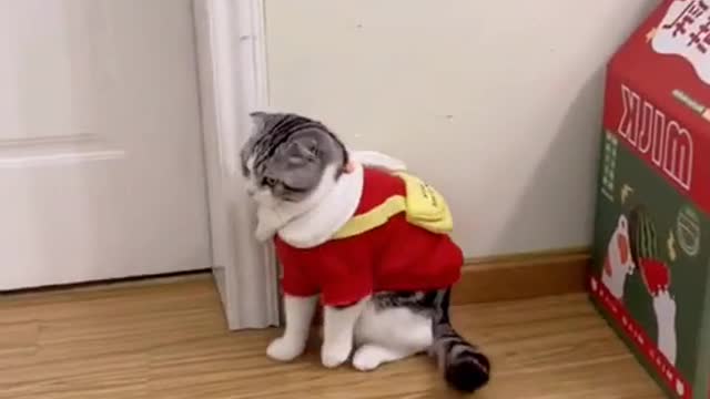 New Funniest Videos of Cute Cats