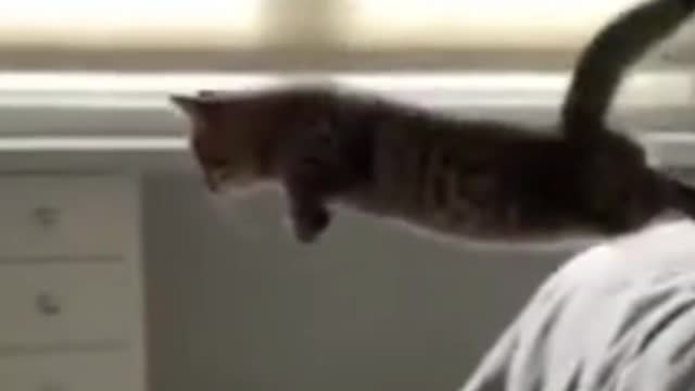 CAT PARADISE