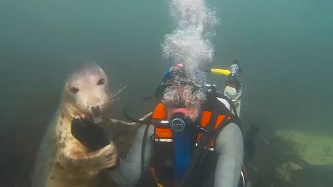 Seal Fish's Fun With Diver #shorts #viral #shortsvideo#video