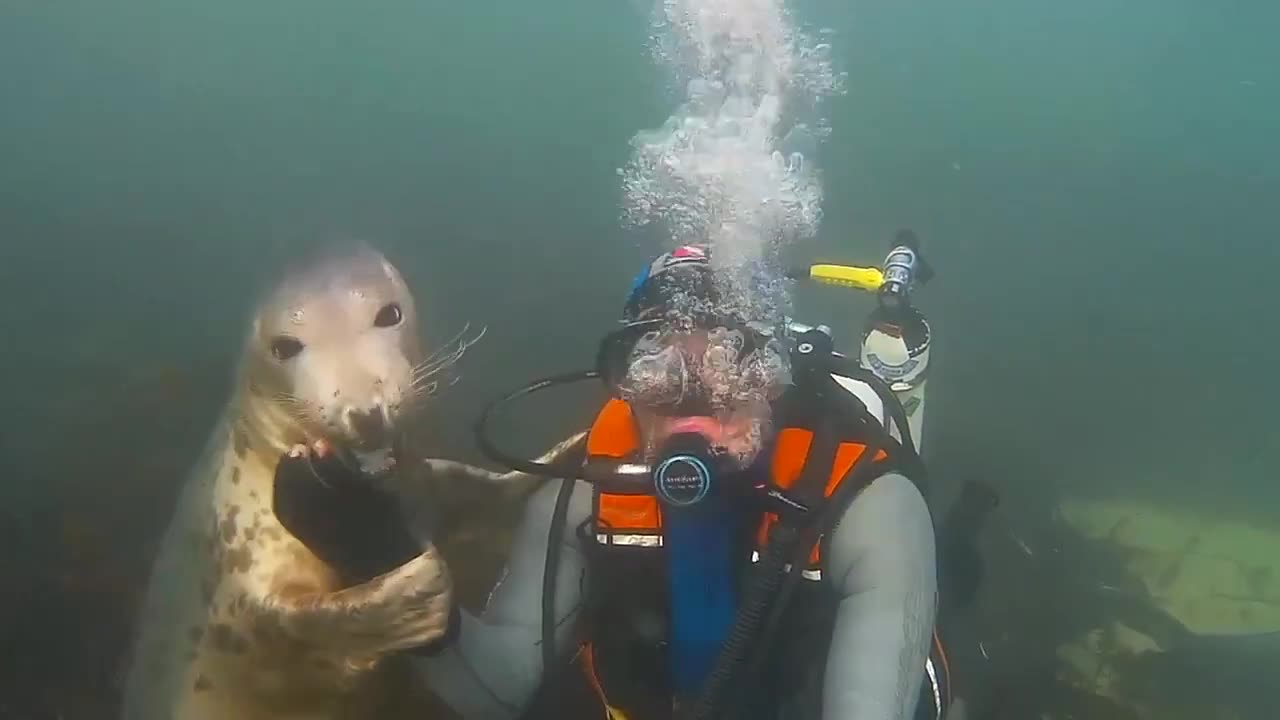 Seal Fish's Fun With Diver #shorts #viral #shortsvideo#video