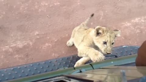 Baby Leopard