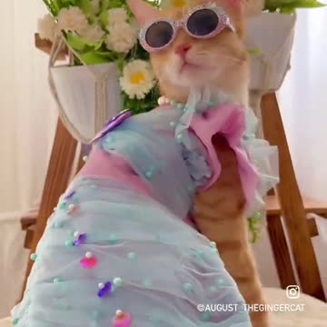 Cute and beautiful cat