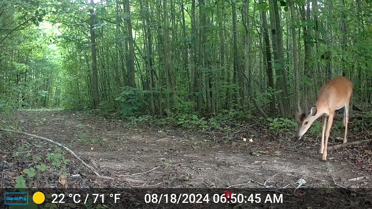 Whitetail Buck Afraid of a Tomato