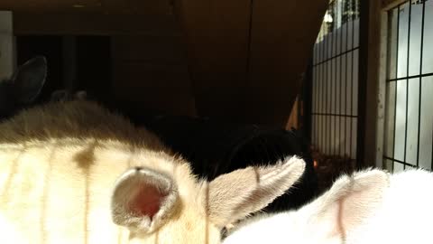 Rabbit kittens in the above ground hutch