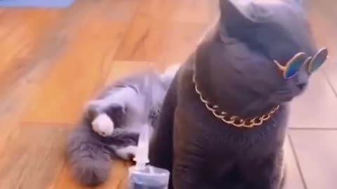 Best funny animal video