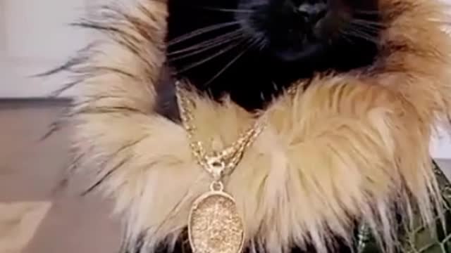 Baby cat viral cute cat amazing video viral