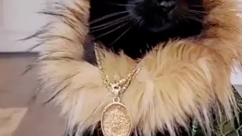 Baby cat viral cute cat amazing video viral