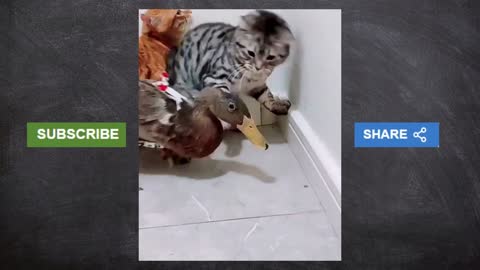 Funny animal fighting / Duck vs cat / cat vs chicken